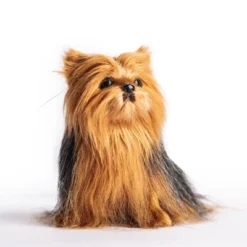 The Queen's Treasures Teacup Yorkie Puppy, Collar, & Leash For 18" Dolls 9 The Queen's Treasures Teacup Yorkie Puppy, Collar, & Leash For 18" Dolls -Doll Sale Shop GUEST 37a24f88 38d3 4ccf be13 008c637e6620